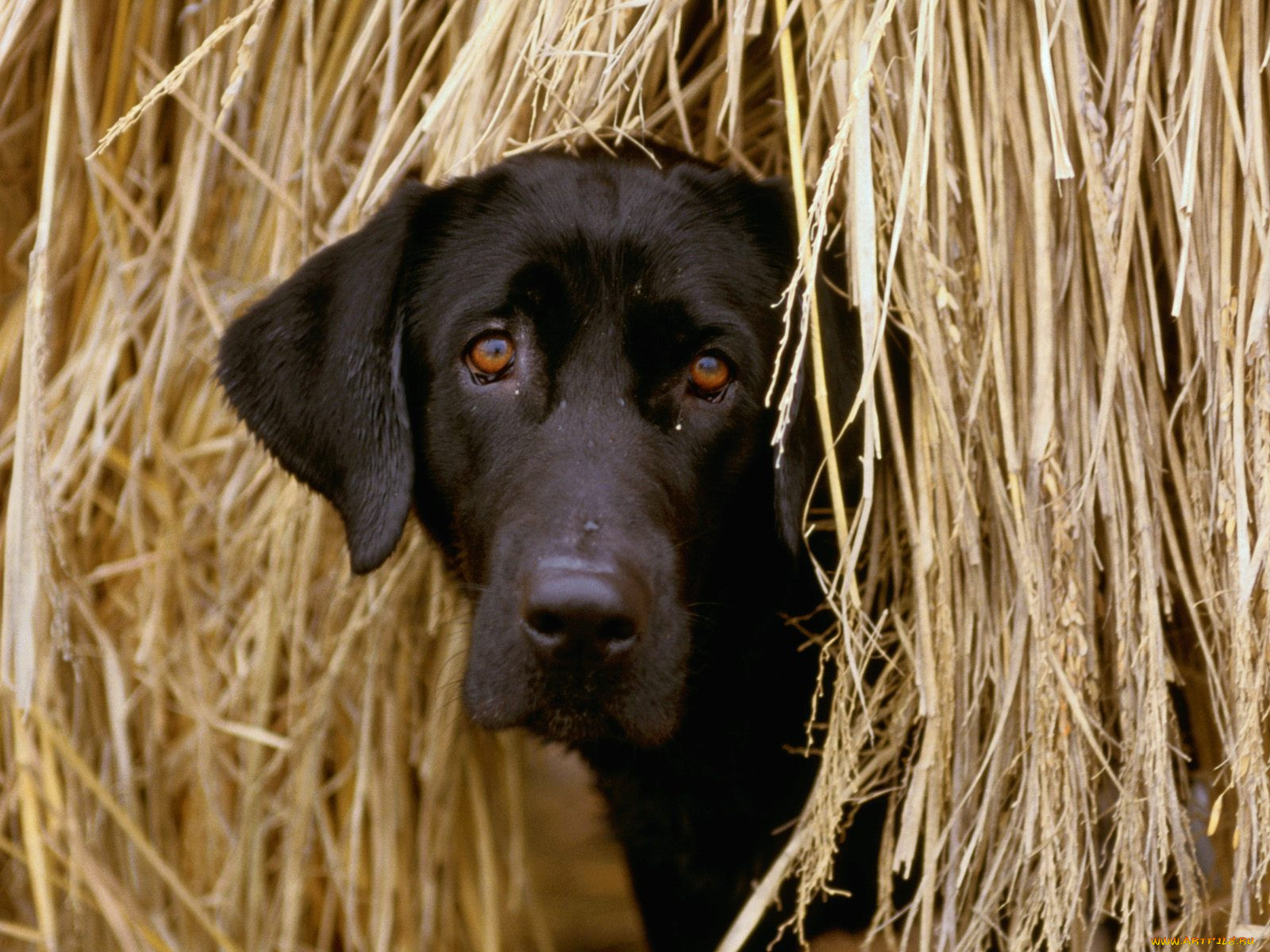 hiding, in, the, hay, , 